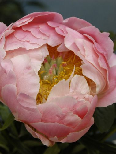 PIVÓNIA PINK HAWAIIAN CORAL - 10 ks